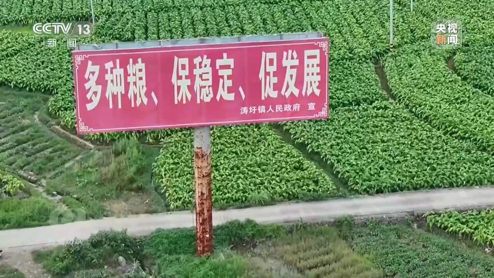 焦点访谈丨粮食种植面积竟成“数字游戏”起底湖南江华水稻虚假台账(图1)