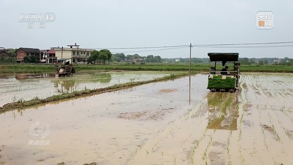 焦点访谈丨粮食种植面积竟成“数字游戏”起底湖南江华水稻虚假台账(图8)